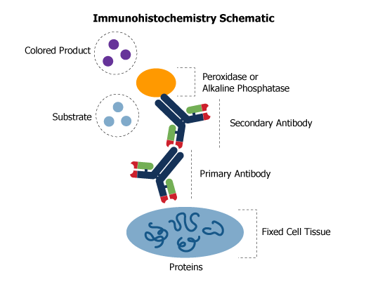 IHC Antibodies